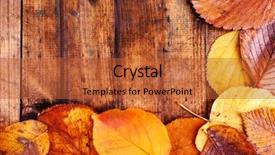  Presentation with yellow leaves of ginkgo biloba - Presentation featuring yellow leaves on brown wooden background and a  colored foreground