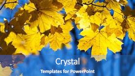  Presentation with multicolored autumn leaves orange yellow red - Colorful PPT layouts enhanced with yellow leaves on the branches backdrop and a teal colored foreground