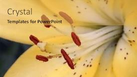  Presentation with lily flower - Slides featuring yellow-lily-beautiful-flower-close background and a yellow colored foreground