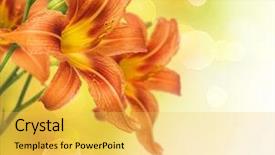  Presentation with lily flower - Beautiful PPT theme featuring yellow lily flower border design backdrop and a yellow colored foreground
