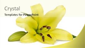  Presentation with bud - Slide set enhanced with yellow lily flower with bud isolated on a white background background and a blonde colored foreground