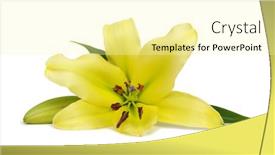  Presentation with bud - Audience pleasing slide set consisting of yellow lily flower with bud isolated on a white background backdrop and a blonde colored foreground