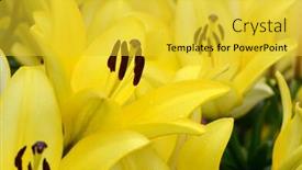  Presentation with lily flower - Amazing PPT theme having yellow lily flower backdrop and a yellow colored foreground