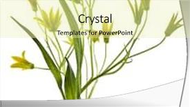  Presentation with lily - Presentation having yellow lily gagea lutea isolated on white background background and a blonde colored foreground