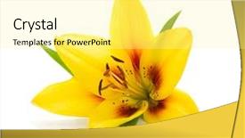  Presentation with lily - Amazing presentation design having yellow lily isolated on white backdrop and a blonde colored foreground