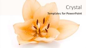  Presentation with lily - Colorful slide deck enhanced with yellow lily on a white backdrop and a lemonade colored foreground