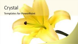  Presentation with lily - Amazing theme having hemerocallis - yellow lily backdrop and a blonde colored foreground