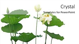  Presentation with white lotus flower - Colorful PPT layouts enhanced with yellow lotus flower and leaves backdrop and a white colored foreground