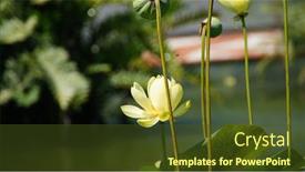  Presentation with garden pond - Presentation theme having yellow-lotus-in-the-water background and a tawny brown colored foreground