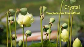  Presentation with lotus water - Presentation having yellow-lotus-in-the-water background and a tawny brown colored foreground