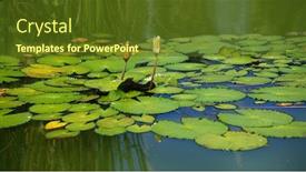  Presentation with garden pond - Audience pleasing presentation theme consisting of yellow-lotus-in-the-water backdrop and a tawny brown colored foreground