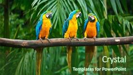  Presentation with blue yellow - PPT theme consisting of yellow macaw ara ararauna parrot background and a forest green colored foreground
