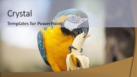  Presentation with boracay - Amazing PPT layouts having yellow macaw eating banana boracay backdrop and a sky blue colored foreground