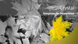  Presentation with maple leaf - Slides having yellow-maple-leaf-amongst-black background and a gray colored foreground