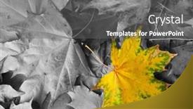  Presentation with maple leaf - Presentation design enhanced with yellow-maple-leaf-amongst-black background and a gray colored foreground