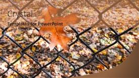  Presentation with maple leaf - Theme enhanced with her lap on a rug background and a soft green colored foreground