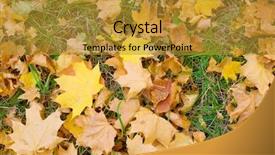  Presentation with maple - PPT layouts consisting of yellow maple leafs on green grass autumn background background and a gold colored foreground
