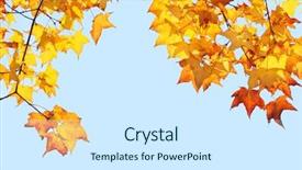  Presentation with blue yellow - Slides consisting of yellow maple leafs background and a white colored foreground