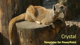  Presentation with yellow - Audience pleasing presentation theme consisting of yellow-mongoose-cynictis-penicillata backdrop and a tawny brown colored foreground