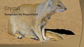  Presentation with south africa - PPT layouts consisting of yellow-mongoose-cynictus-penicillata-kalahari background and a coral colored foreground