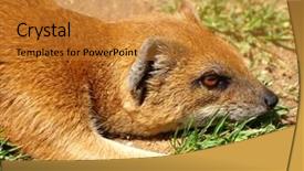  Presentation with yellow - Cool new theme with yellow mongoose backdrop and a gold colored foreground