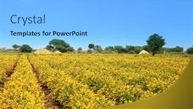  Presentation with mustard yellow - Audience pleasing presentation design consisting of yellow-mustard-fields-in-india backdrop and a light gray colored foreground
