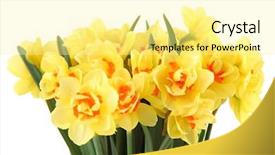  Presentation with narcissus - Audience pleasing PPT layouts consisting of yellow narcissus isolated on white background backdrop and a blonde colored foreground