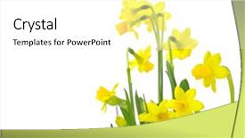  Presentation with narcissus - Colorful slides enhanced with jonquil - yellow narcissus on a white backdrop and a white colored foreground