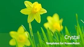  Presentation with narcissus - Amazing presentation theme having yellow narcissus on green background backdrop and a shamrock green colored foreground