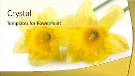  Presentation with narcissus - PPT layouts consisting of yellow narcissus over white background background and a blonde colored foreground