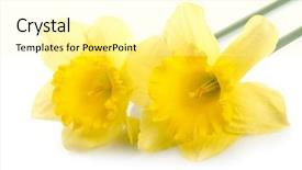  Presentation with narcissus - Cool new presentation theme with yellow narcissus with waterdrops over white background backdrop and a blonde colored foreground