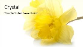  Presentation with narcissus - PPT theme enhanced with yellow narcissus with waterdrops background and a  colored foreground