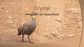  Presentation with road yellow - Presentation theme featuring yellow-necked-spurfowl-pternistis-leucoscepus background and a coral colored foreground