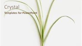  Presentation with weed - PPT theme consisting of yellow-nutsedge-weed-with-roots background and a sky blue colored foreground