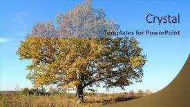  Presentation with multicolored autumn leaves orange yellow red - Presentation theme featuring yellow oak on autumn field background and a  colored foreground