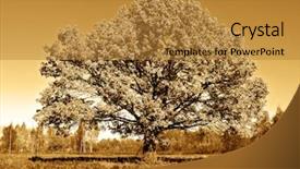  Presentation with oak tree - Presentation with yellow oak on field background and a gold colored foreground