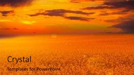  Presentation with yellow orange - Cool new PPT layouts with yellow oilseed rape field backdrop and a gold colored foreground