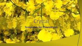  Presentation with orchids - PPT theme enhanced with yellow-oncidium-dancing-lady-orchids background and a gold colored foreground