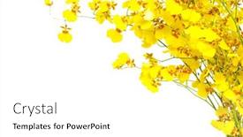  Presentation with orchid - Slide deck consisting of yellow-oncidium-orchid-also-called background and a  colored foreground