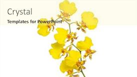  Presentation with orchid - Theme featuring yellow-oncidium-orchid-also-called background and a  colored foreground