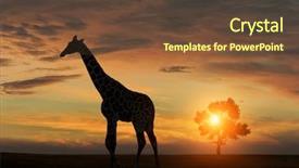  Presentation with african sunset - Cool new PPT layouts with yellow orange - giraffe during african sunset backdrop and a tawny brown colored foreground