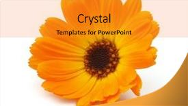  Presentation with yellow orange - Slides having yellow orange - marigold on a white background background and a gold colored foreground