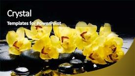  Presentation with black yellow - Presentation theme with yellow orchid and black stones background and a black colored foreground
