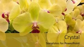  Presentation with tropical flowers - Presentation consisting of yellow orchid flowers growing outside background and a  colored foreground