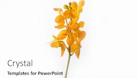  Presentation with white flowers - Audience pleasing PPT theme consisting of yellow-orchid-flowers-isolated backdrop and a white colored foreground