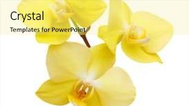  Presentation with white flowers - Audience pleasing presentation design consisting of yellow orchid flowers isolated backdrop and a yellow colored foreground