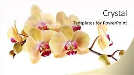  Presentation with abstract yellow gold and white - Audience pleasing slide deck consisting of yellow orchid on a white backdrop and a white colored foreground