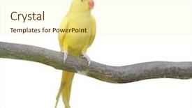  Presentation with parrot - Beautiful presentation design featuring yellow parrot isolated backdrop and a cream colored foreground