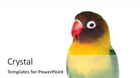  Presentation with parrots - Cool new theme with beaks - yellow parrots with red beak backdrop and a white colored foreground