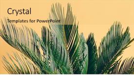  Presentation with palm leaves - Audience pleasing presentation theme consisting of yellow pastel background cycas backdrop and a yellow colored foreground